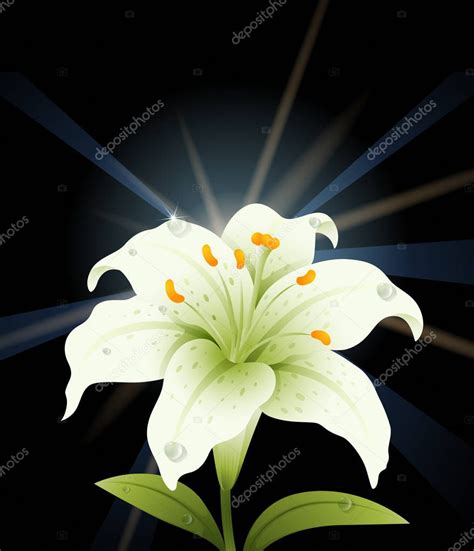 White lily with black background — Stock Vector © interactimages #141325328