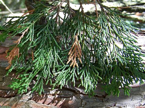 Port Orford Cedar - Chamaecyparis lawsoniana - North American Insects ...