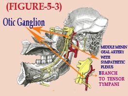 Otic Ganglion Medical Treatment in Chennai, Anna Nagar East by Hameo Physio Centre | ID: 7622023455