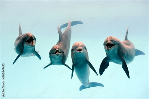 Dolphin laughing Stock Photo | Adobe Stock