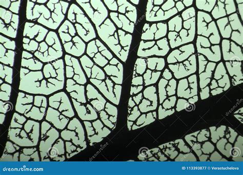 Veins from Plant Leaf Under Microscope Stock Image - Image of micro ...