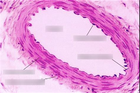 Vessel Histology Diagram | Quizlet