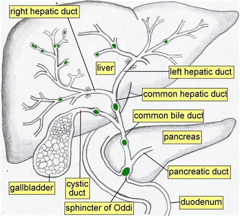 GiyabRadiology: Liver and biliary anatomy | Liver anatomy, Diagnostic ...