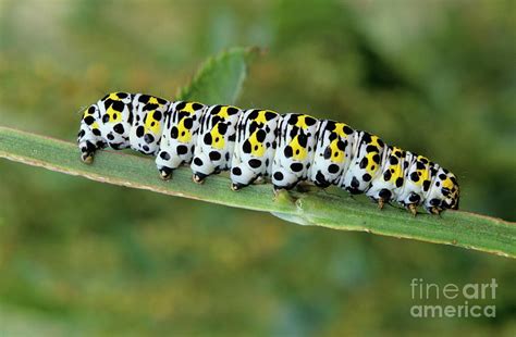 Mullein Moth Caterpillar Photograph by Dr. John Brackenbury/science ...