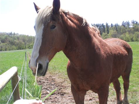 Free Images : nature, outdoor, countryside, wild, rural, pasture, grazing, livestock, ranch ...