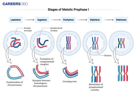 Meiosis Stages Prophase 1