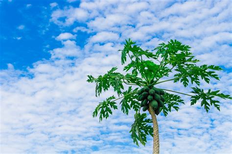 Papaya tree,papaya,fruit,nature,green - free image from needpix.com