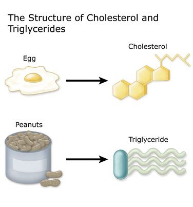 Cholesterol: Cholesterol And Triglycerides