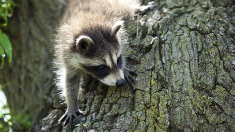 Raccoon Nation | Raccoon Fact Sheet | Nature | PBS