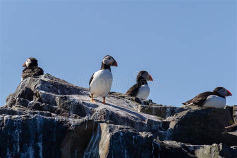 Puffins on the Cliffs of Mykines Island in the Faroe Islands Stock ...