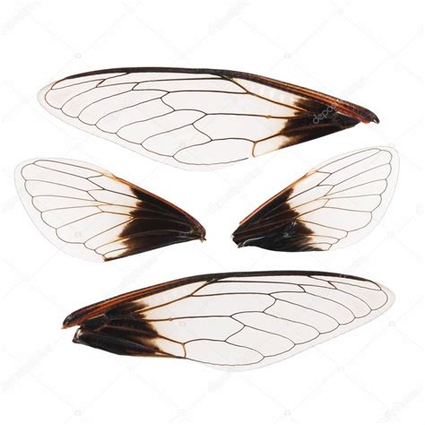 Cicada wings isolated - Stock Photo , #Sponsored, #wings, #Cicada, # ...