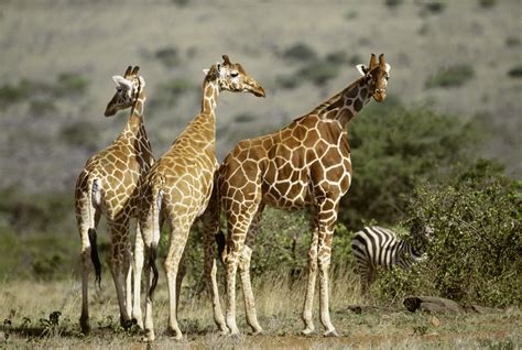 #WildlifeWednesday - Short-Necked Giraffes from Wakanda, Africa! - Art ...