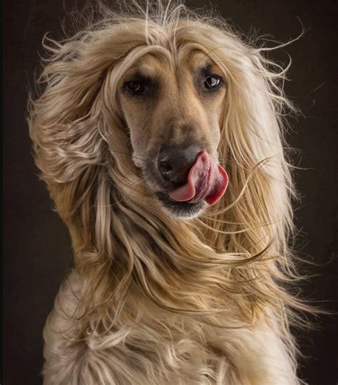 Afghan Hound Temperament - Pets Lovers