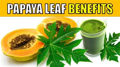 10 Incredible Health Benefits of Papaya Leaves YOU NEED TO KNOW - YouTube