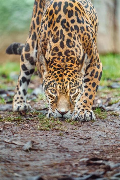 Jaguar Paw Print Stock Photos, Images and Backgrounds for Free Download