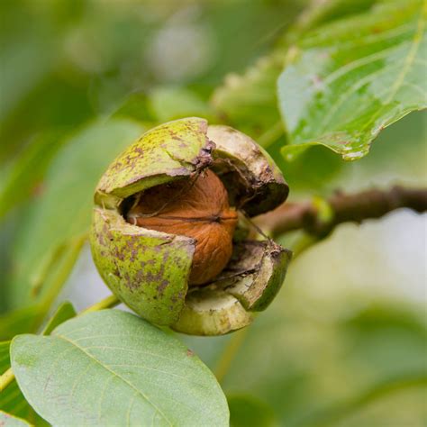 Chandler Walnut Trees for Sale – FastGrowingTrees.com