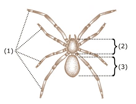 Anatomia del ragno - frwiki.wiki