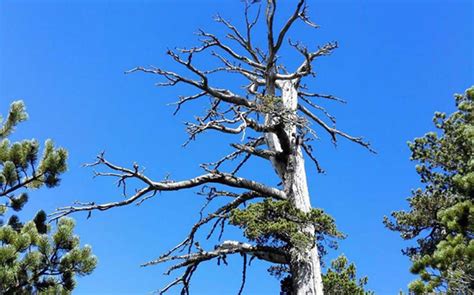 The Oldest Tree in Europe has been Discovered in Italy | Ancient Origins