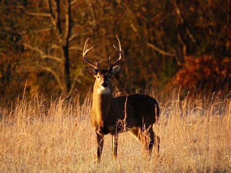 62 Deer Hunting Tips For A Successful Season - Made To Hunt