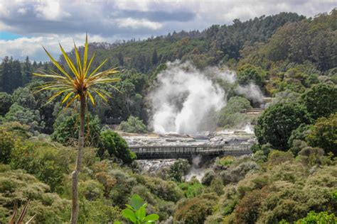 Rotorua Hell's Gate Tour - New Zealand's Geothermal Hotspot