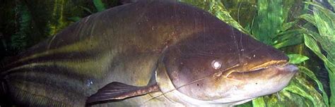 Mekong Giant Catfish