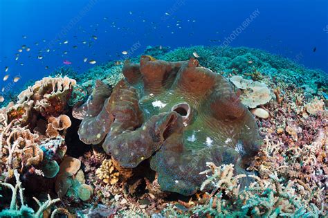 Giant Clam in Coral Reef - Stock Image - C031/9403 - Science Photo Library