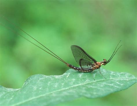 Mayfly Larvae | Missouri Department of Conservation