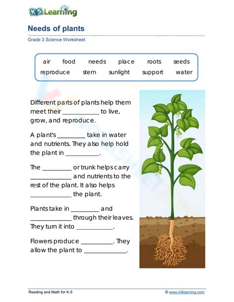 Needs Of Plants 2 Worksheet