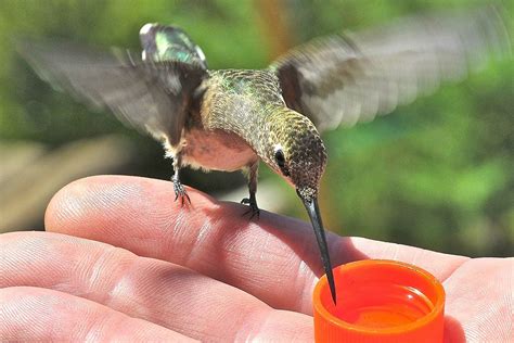 How to Safely Hand Feed Hummingbirds