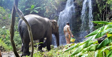 Chiangmai Elephant Land - Welcome to Chiangmai Elephant Land - Giving ...