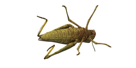 Grasshopper isolated on a Transparent Background 24249147 PNG