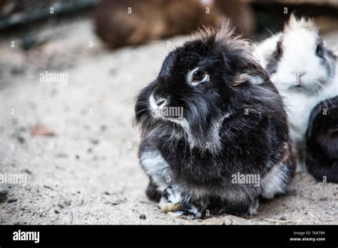 Brown rabbit with long ears Stock Photo - Alamy