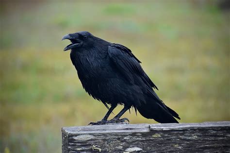 The Carrion Crows (Corvus corone) Information | Earth Life