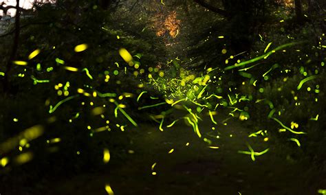 Firefly researchers mapping ‘world’s second-most interesting genome’