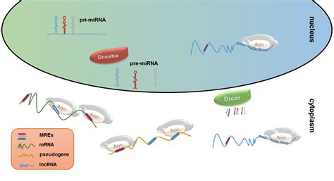 microRNA Research – Diana Lab