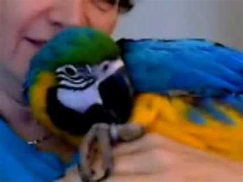 Baby Macaw Playing - YouTube