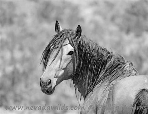 Wild Horse Jughead Nevada Wilds | Beautiful horses, Horses, Majestic animals