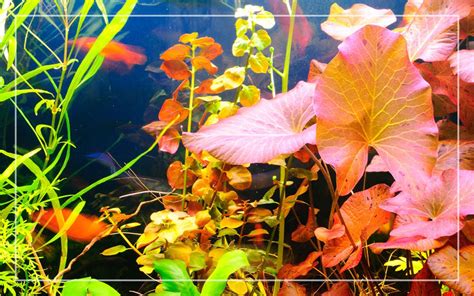 20 Red Aquarium Plants for Freshwater Tanks