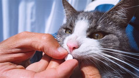 Metronidazole for Cats: Uses, Dosage, Side Effects - GoodRx