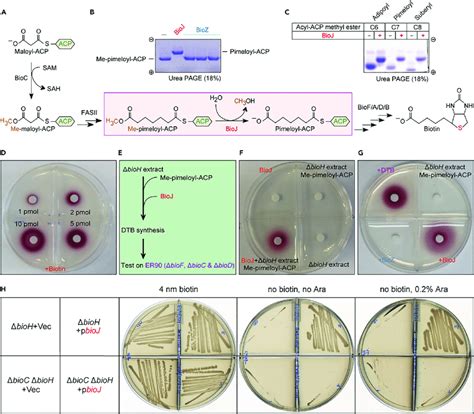 The Francisella BioJ Catalyzes an Essential Reaction of Biotin ...