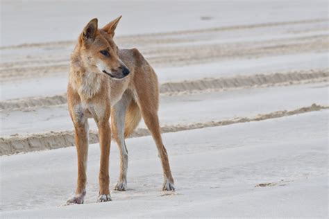 Fraser Island Wildlife | Fraser Island Australia