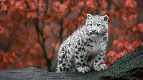 Adorable Snow Leopard Cub: A Stunning HD Wallpaper