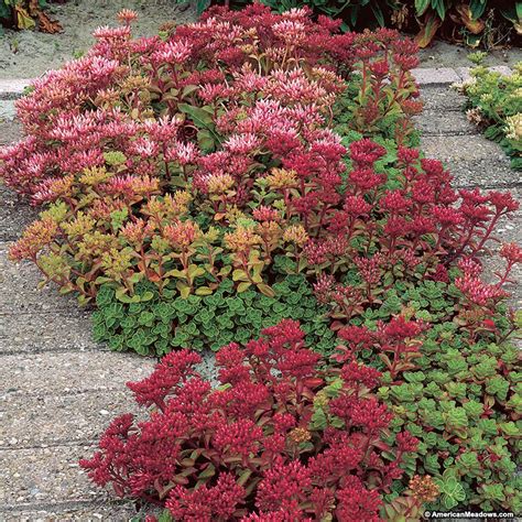 30 Rock Garden Plants That Perform Like Rock Stars!