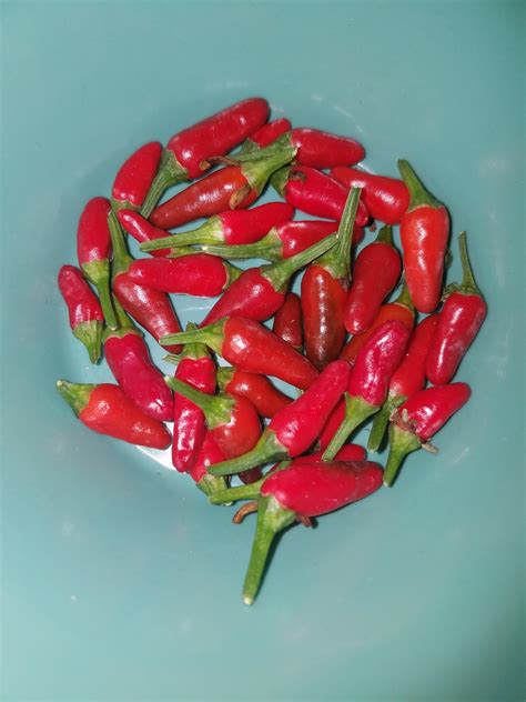 Today's thai chili pepper harvest : r/gardening