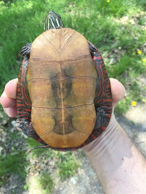 Maryland Biodiversity Project - Midland Painted Turtle (Chrysemys picta ...