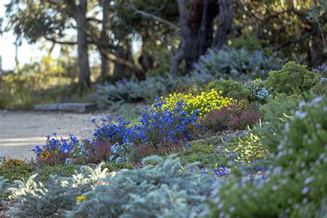 Austraian Native Garden Design Ideas - Native Plant Project