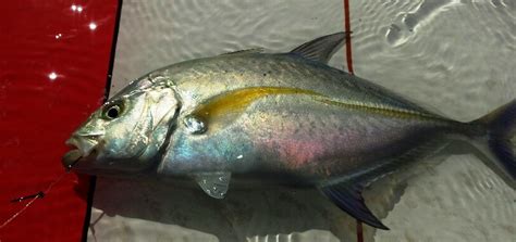 The papio are finally hitting oama with gusto - Hawaii Nearshore Fishing