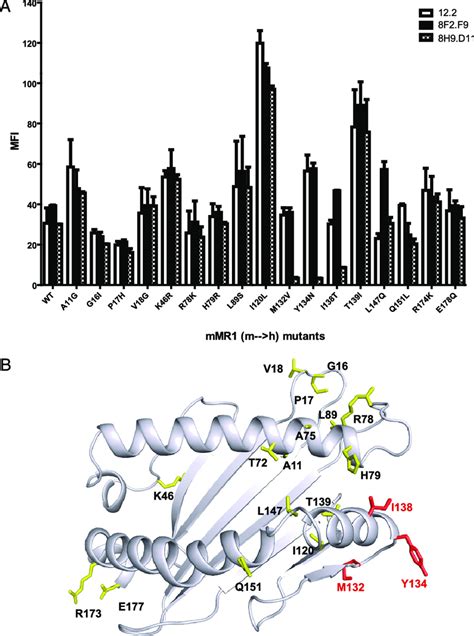 Epitope mapping revealed that the enhancing mAb recognizes a putative... | Download Scientific ...