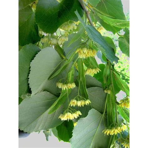 Tilia americana (American Basswood or American Linden) | Buy Native ...