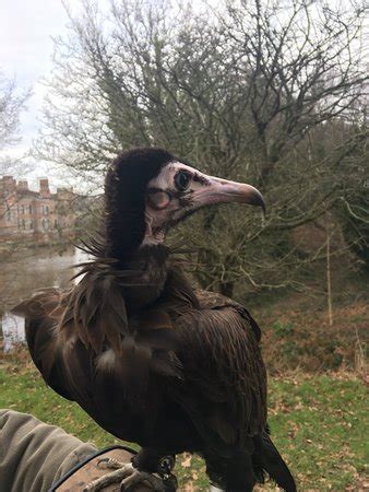 East Sussex Falconry (Herstmonceux) - 2019 All You Need to Know Before You Go (with Photos ...